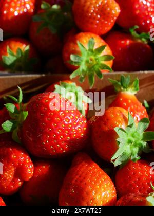 Fraises biologiques fraîches de Pologne, fruits juteux et tiges en gros plan. Banque D'Images