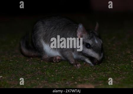 Vizcacha , Lagostomus maximus, Parc national d'El Palmar , Province d'entre Rios, Argentine Banque D'Images