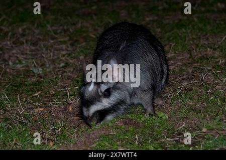 Vizcacha , Lagostomus maximus, Parc national d'El Palmar , Province d'entre Rios, Argentine Banque D'Images