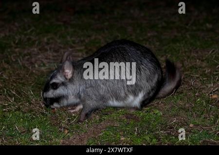 Vizcacha , Lagostomus maximus, Parc national d'El Palmar , Province d'entre Rios, Argentine Banque D'Images