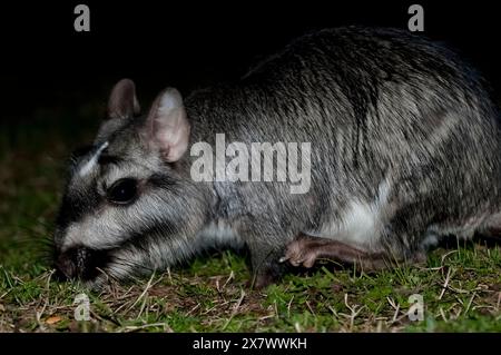 Vizcacha , Lagostomus maximus, Parc national d'El Palmar , Province d'entre Rios, Argentine Banque D'Images