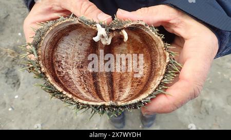 La demi-coquille épineuse d'un oursin néo-zélandais, kina (Evechinus chloroticus), tenue dans deux mains qui imitent la forme de la coquille. Banque D'Images