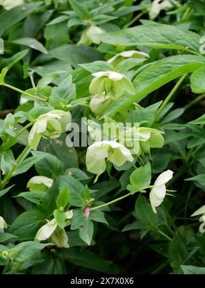 Hybride Helleborus orientalis, rose de carême dans le jardin. Gros plan. Banque D'Images