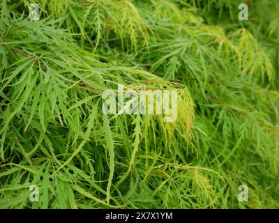 Aspect dosé avec des feuilles profondément lobées de Palm Maple dans le jardin par une journée ensoleillée. Une merveilleuse plante de jardin asiatique. Variété Acer palmatum Emerald la Banque D'Images