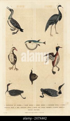 Grue demoiselle de Numidia, Grus virgo 1, bouffée océanique, Lagocephalus lagocephalus 2, poisson-soleil océanique, Mola mola 3, plongeur nordique, Gavia immer 4, plongeon noir, Gavia arctica 5, plongeon à gorge rouge, Gavia stellata 6, roussette noire et blanche, Tachybaptus ruficollis 7, et grèbe à cornes, Podiceps auritus 8. Gravure sur cuivre colorée à la main par Moses Harris tirée de A New Dictionary of Natural History de William Frederic Martyn, Harrison, Londres, 1785. Pseudonyme de William Fordyce Mavor, prêtre écossais, enseignant et écrivain, 1758-1837. Banque D'Images