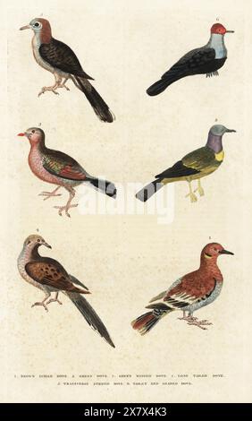 Colombe de deuil, Zenaida macroura 1,4, colombe fruitière à tête rose, Ptilinopus porphyreus 2, colombe émeraude asiatique, Chalcophets indica 3, colombe zébrée, Geopelia striata 5, et colombe fruitière Tongan, Ptilinopus porphyraceus 6. Gravure sur cuivre colorée à la main par Moses Harris tirée de A New Dictionary of Natural History de William Frederic Martyn, Harrison, Londres, 1785. Pseudonyme de William Fordyce Mavor, prêtre écossais, enseignant et écrivain, 1758-1837. Banque D'Images