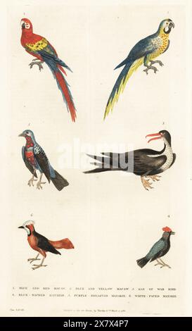 Aras écarlate, Ara macao 1, aras bleu et jaune, Ara ararauna 2, magnifique frigatebird, Fregata magnificens 3, manakin bleu, Chiroxiphia pareola 4, cotinga baguée, Cotinga maculata 5, et des fourmis à plumes blanches, Pithys albifrons 6. Gravure sur cuivre colorée à la main par Moses Harris tirée de A New Dictionary of Natural History de William Frederic Martyn, Harrison, Londres, 1785. Pseudonyme de William Fordyce Mavor, prêtre écossais, enseignant et écrivain, 1758-1837. Banque D'Images