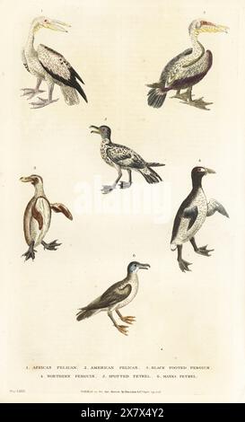 Grand pélican blanc, Pelecanus onocrotalus 1, pélican blanc américain, Pelecanus erythrorhynchos 2, pingouin africain en voie de disparition, Spheniscus demersus 3, grand aujou éteint, Pinguinus impennis 4, Cape Petrel, Daption capense 5, et Manx puffinus puffinus 6. Gravure sur cuivre colorée à la main par Moses Harris tirée de A New Dictionary of Natural History de William Frederic Martyn, Harrison, Londres, 1785. Pseudonyme de William Fordyce Mavor, prêtre écossais, enseignant et écrivain, 1758-1837. Banque D'Images