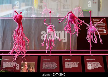 Neurones tricotés, Hello Brain!, exposition, Galerie Manby, Institut Francis Crick, Londres, Angleterre, U. K Banque D'Images