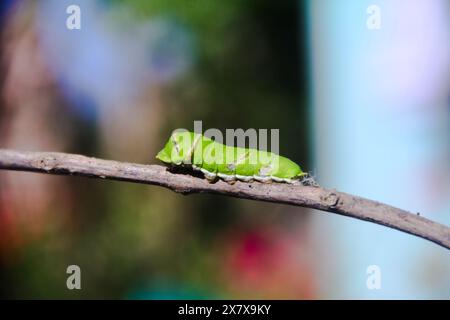 Macrophotographie d'une chenille verte marchant sur une petite brindille Banque D'Images