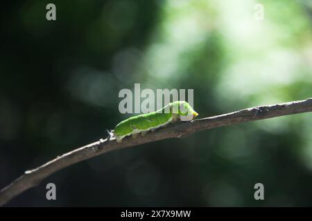 Macrophotographie d'une chenille verte marchant sur une petite brindille Banque D'Images