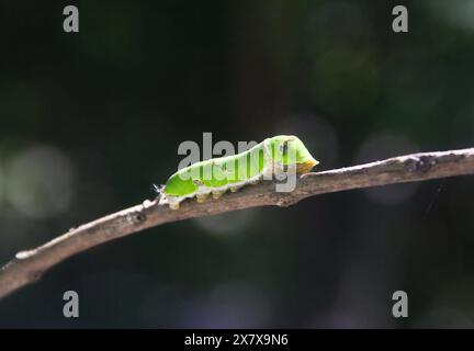 Macrophotographie d'une chenille verte marchant sur une petite brindille Banque D'Images