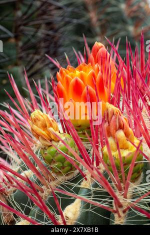 Cactus citron mexicain (Ferocactus pilosus), Cactacées. Plante succulente ornementale. cactus rare. forme globulaire, fleurs rouges. Banque D'Images