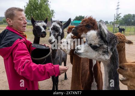 Darmstadt, Allemagne. 21 mai 2024. Dans le quartier de Weiterstadt à Darmstadt, Regine Jakobi s'occupe de deux juments et onze mâles d'animaux andins sud-américains dans la ferme 'Luna Alpacas'. Les alpagas avec des yeux boutonnés bruns et une légère lueur argentée sous une coiffure punky ne sont pas seulement des animaux de loisir à câliner, leur laine douce peut également être pratiquement transformée en chapeaux et foulards. Crédit : Helmut Fricke/dpa/Alamy Live News Banque D'Images