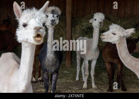 Darmstadt, Allemagne. 21 mai 2024. Dans le quartier de Weiterstadt à Darmstadt, Regine Jakobi s'occupe de deux juments et onze mâles d'animaux andins sud-américains dans la ferme 'Luna Alpacas'. Les alpagas avec des yeux boutonnés bruns et une légère lueur argentée sous une coiffure punky ne sont pas seulement des animaux de loisir à câliner, leur laine douce peut également être pratiquement transformée en chapeaux et foulards. Crédit : Helmut Fricke/dpa/Alamy Live News Banque D'Images