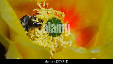 L'abeille cactus (diadasi) recueille furieusement les grains de pollen et se nourrit du nectar de fleur de cactus brillamment jaune. Banque D'Images