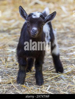 Enfant de chèvre pigmenté de 12 jours dans un enclos pour animaux. Banque D'Images