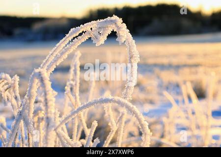 Givre ou gelée d'advection sur l'herbe par un matin froid de décembre. Faible profondeur de champ. Banque D'Images