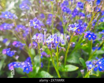 Fleurs de Myosotis sylvatica, plante cultivar Forget-me-not poussant dans un parc contre la lumière du soleil du matin. Faible profondeur de champ. Banque D'Images