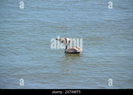 Un pélican s'installe à la surface de l'océan, après avoir plongé pour son repas, présentant les différentes phases de la recherche de nourriture à Ponce Inlet, en Floride. Banque D'Images