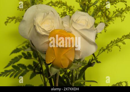 Flora Still Life Beauty, roses blanches et jaunes- dans un vase. Complet avec des lignes, des motifs et du sens. Symbolisant l'amitié, l'amour, la beauté, les sentiments, Banque D'Images