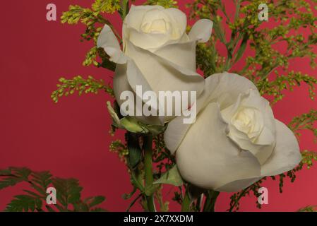 Flora Still Life Beauty, roses blanches dans un vase, avec des lignes, des motifs et un sens. Symbolisant l'amitié, l'amour, la beauté, les sentiments, Banque D'Images