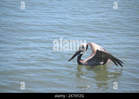 Un pélican lève ses ailes, se préparant à décoller de la surface de l'océan, présentant les différentes phases de la recherche de nourriture à Ponce Inlet, en Floride. Banque D'Images