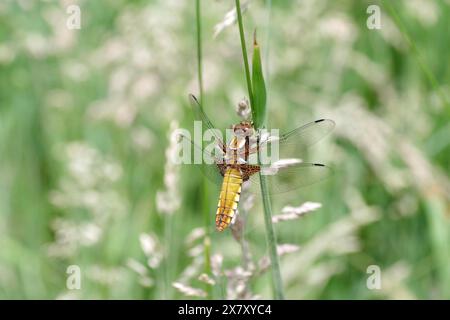 Chasseur large (Libellula depressa), femelle, macro, libellule, ailes, prairie, jaune, gros plan d'une libellule femelle à ventre plat. L'animal l'est Banque D'Images