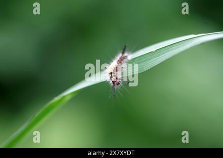 Teigne de tussock rouillée (Orgyia antiqua), chenille, macro, teigne, coloré, brin d'herbe, la chenille de la teigne de broussailles blackthorn est conspicuousl Banque D'Images