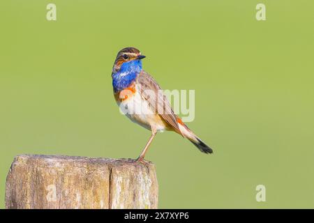 Bleu étoilé (Luscinia svecica cyanecula), mâle, assis sur un poteau de clôture en bois, oiseau chanteur, faune sauvage, Ochsenmoor, Naturpark Dümmer See, Hüde, Banque D'Images