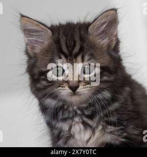 Tabby chaton format carré tête et épaules portrait Banque D'Images
