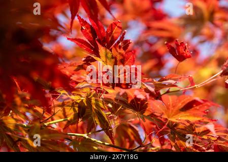 Feuilles d'automne rouges colorées au soleil, un jeu de couleurs vif dans la nature, Wolmirstedt, Saxe-Anhalt, Allemagne, Europe Banque D'Images