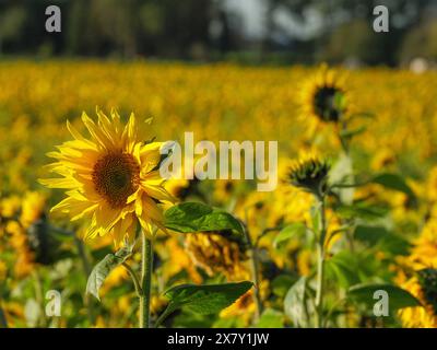 Grand champ de tournesol avec fleurs de tournesols jaunes et feuillage vert, fleurs de tournesols jaunes dans un champ avec des arbres en arrière-plan contre un Banque D'Images
