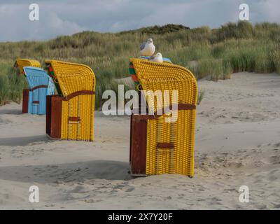 Chaises de plage jaunes et bleues avec mouettes, entouré de hautes dunes et atmosphère paisible, chaises de plage colorées sur la plage et dans les dunes Wit Banque D'Images