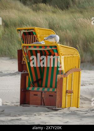 Une chaise de plage jaune avec des rayures vertes, sur laquelle une mouette est assise, en face de hautes dunes, chaises de plage colorées sur la plage et dans les dunes w Banque D'Images