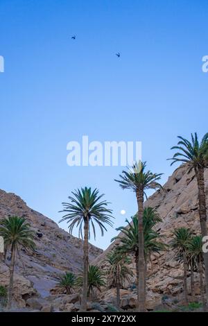 Le soleil se couche sur une vallée tranquille de palmiers imposants tandis que les oiseaux glissent à travers le ciel clair entouré de montagnes rocheuses, se prélasser dans le serein a Banque D'Images