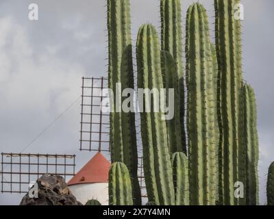 Grands cactus devant un moulin à vent traditionnel sous un ciel nuageux, cactus dans un jardin en partie avec des fleurs devant un ciel bleu, Cactaceae, lanzarote, Banque D'Images