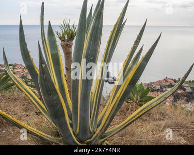 Gigantesque agave avec vue sur la côte et le vaste océan, vue sur un petit village de pêcheurs à flanc de montagne juste au bord de la mer, Madère, Portu Banque D'Images