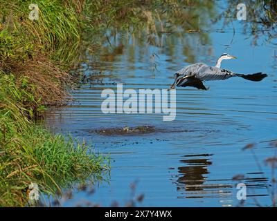 Heron gris Ardea cinerea en vol, Ham Wall RSPB Reserve, Somerset Levels and Moors, Avalon Marshes, Somerset, Angleterre, Royaume-Uni, octobre 2022 Banque D'Images