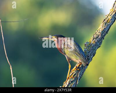 Heron Butorides striatus perché dans un arbre, Hillsdale Lake State Park and Wildlife Area, Kansas, États-Unis Banque D'Images