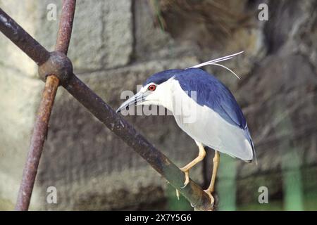Héron de nuit couronné noir Nycticorax nycticorax sur garde-corps effondrés du pont Camargue France Banque D'Images