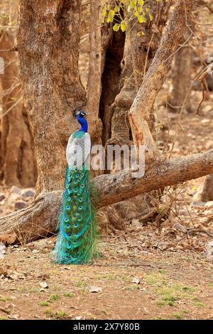 La faune étonnante du parc national de Ranthambore en Inde Banque D'Images