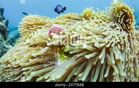 Pékin, province chinoise de Hainan. 17 mai 2024. Des anémones de mer et un poisson-clown sont photographiés dans le ranch marin de l'île de Wuzhizhou à Sanya, dans la province de Hainan, au sud de la Chine, le 17 mai 2024. Le ranch marin de l'île de Wuzhizhou, le premier ranch marin tropical de Chine, a fait des progrès remarquables dans la restauration écologique marine et la conservation des ressources halieutiques. Crédit : Yang Guanyu/Xinhua/Alamy Live News Banque D'Images