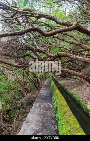 Levada das 25 Fontes sentier de randonnée près de Rabacal à Madère Banque D'Images