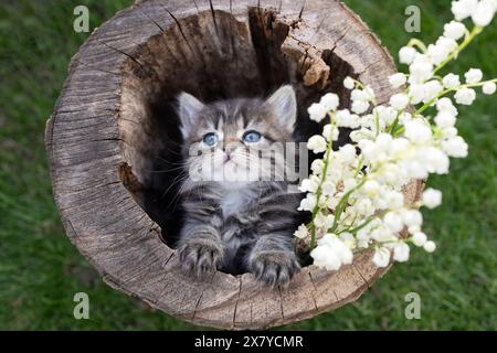 un chaton rayé gris mignon jette un coup d'œil à partir d'une souche Banque D'Images