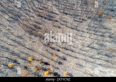 drone vue d'une forêt de pins brûlés, arbres brûlés après un incendie de forêt. Catastrophe écologique Banque D'Images