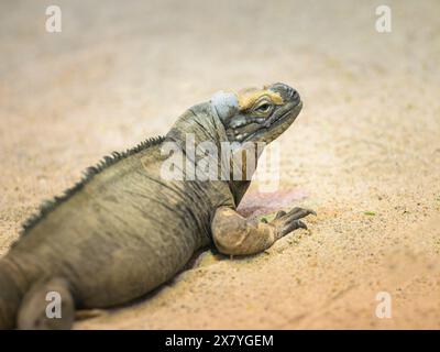 Un Iguana rhinocéros reposant sur le sol dans un zoo Banque D'Images