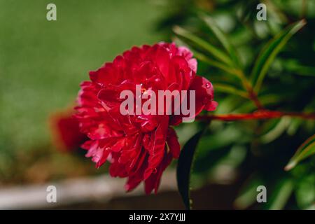 Une vue rapprochée d'une pivoine rouge éclatante avec de délicats pétales couverts de gouttelettes d'eau, mettant en valeur la beauté de la nature Banque D'Images