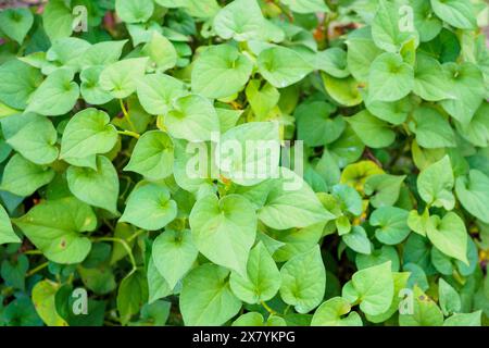 Houttuynia cordata connu sous le nom de menthe de poisson ou plu Kaow Thai phytothérapie Banque D'Images