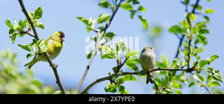 Deux petits oiseaux assis sur une branche d'arbre. Mâle et femelle le Siskin eurasien Banque D'Images